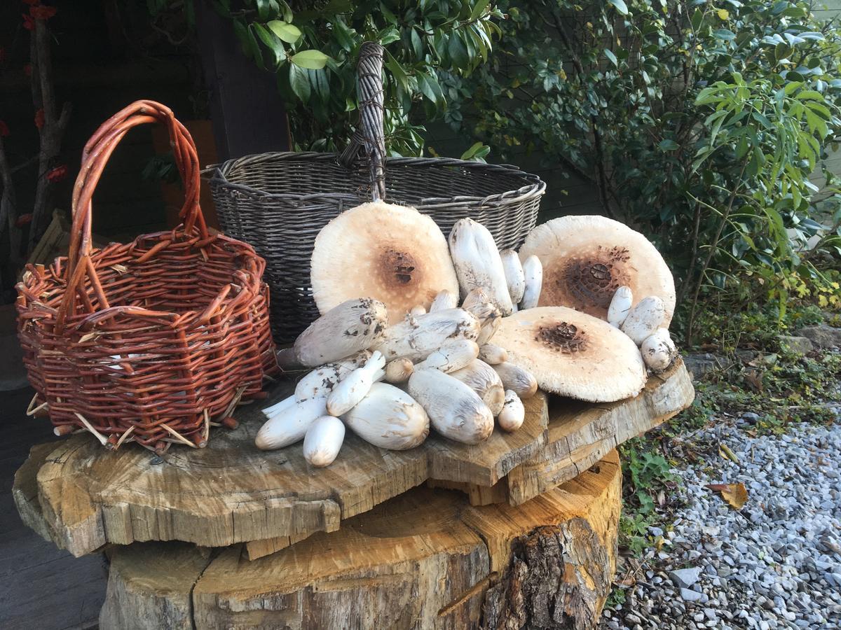 Agriturismo Il Mulino Stibiveri Номер фото